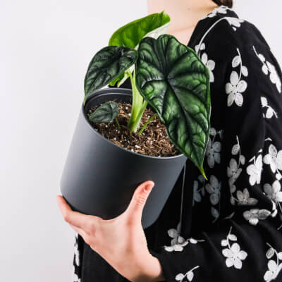 Plants Store Gallery Img 4 1